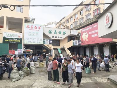 重啟開采模式！福鼎白茶新一輪茶葉開采與茶葉收購趨勢洞察