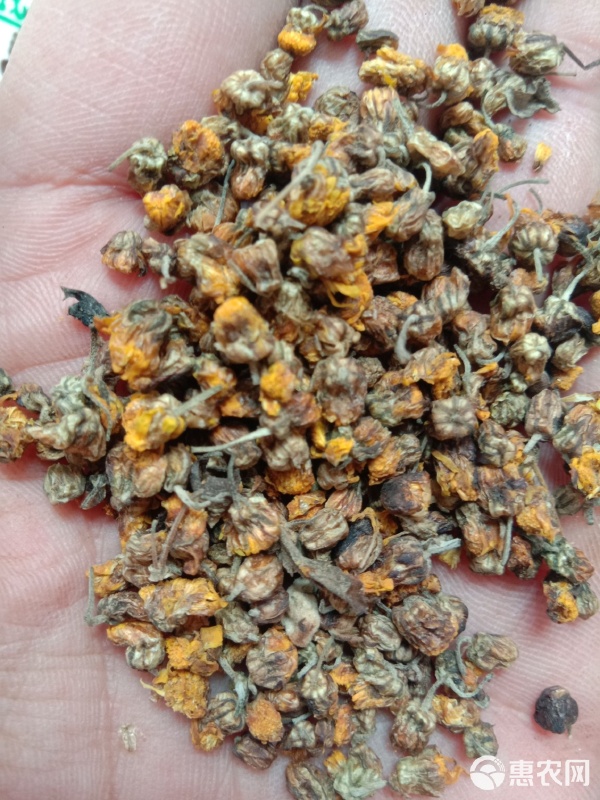 秋風(fēng)中的一杯茶——干野菊花與它的收購故事